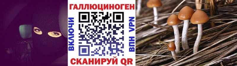 купить наркотик  Славск  Галлюциногенные грибы Psilocybine cubensis 